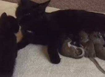 Why On Earth Would This Woman Bring These Baby Squirrels Home To Her Cat? Prepare To Be Shocked.