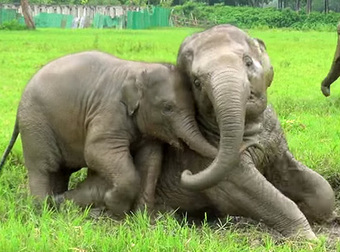 This Family Of Elephants Were Saved From Captivity, Now They Are The Happiest Creatures On Earth.