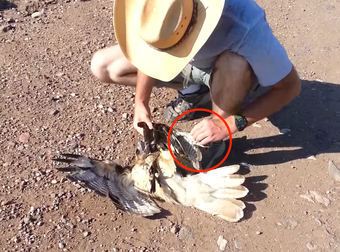 This Hawk Was In Deep Trouble, But This Fisherman Stepped In To Save Him.