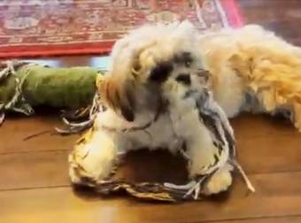 A Tiny Shih Tzu Puppy Gets A Chance To Play With The Big Dogs And Then…