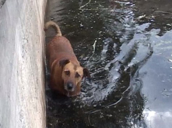 Watch As Two Stray Dogs Were Rescued After 48 Hours Abandoned In A Lake.