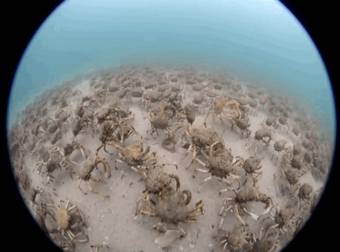 You’ll Be Blown Away By The Size Of This Massive Underwater Crab Migration.