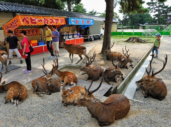 Oh, Deer! This Japanese Town Is Overrun By A Bunch Of Bambis.