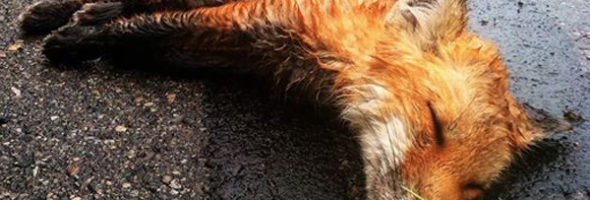 A Man Found A Dead Fox Lying In The Street. When He Returned Later, He Was In Disbelief.