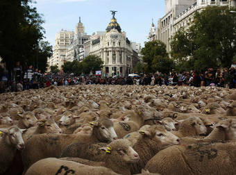 This Parade In Spain Celebrates Sheep In All Their Fluffy, Adorable Glory.