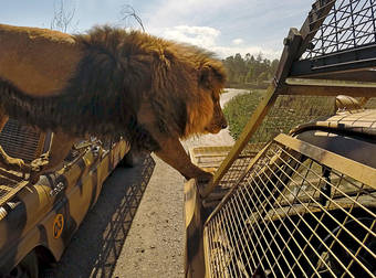 This Zoo in South America Allows You to Take a Wild Ride With Some Big Cats.