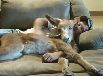 This Man Made A VERY Unlikely Furry Friend. Now They Are Inseparable.
