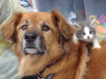 This Dog Adorably Watches Over The Homeless Kittens At An Arizona Shelter.