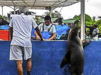 This Super Cute Sea Lion Patiently Waited In Line For Some Delicious Fresh Fish.