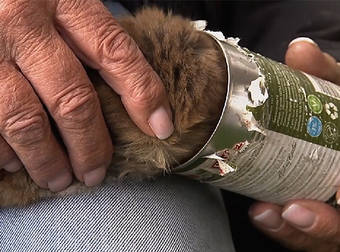 A Hungry Little Fox Baby Hunting For Food Gets His Head Stuck In A Can.