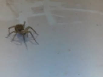 If This Huge Wolf Spider Doesn’t Scare You, What It’s Carrying Certainly Will.