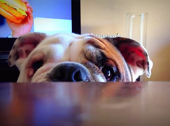 Benny The Bulldog Plays The Cutest Game Of Peekaboo The World Has Ever Seen.