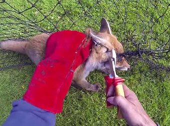 A Frightened Baby Fox Caught In A Net Receives Much Needed Help.