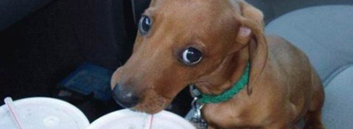 Dachshunds Are An Awesome Breed… And This Is What You Need to Know.