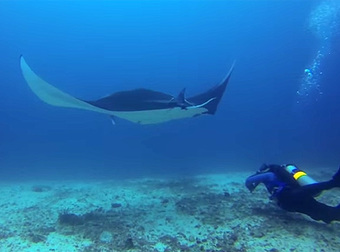 This Manta Ray Had A Fishing Line Wrapped Around Her Wing. Watch As These Divers Amazingly Help Her.