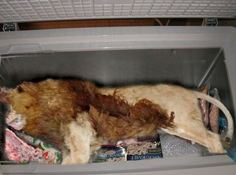 What Was Found In This Restaurant’s Freezer Is Beyond Insane. How In The…