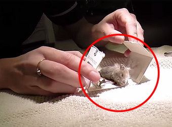 Tiny Little Mouse Gets Rescued From An Insect Trap. Aww, That Poor Little Thing.