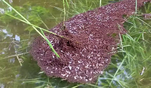 What These Millions Of Ants Do To Save Their Queen Is An Unbelievable Sight. WOW.