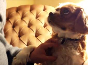 When You Start Petting This Awesome Dog, Stopping Is Basically Impossible.