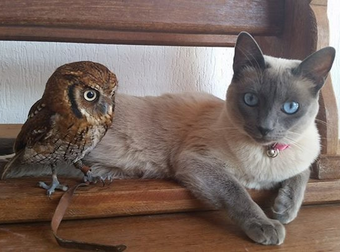 This Baby Owl And Pretty Cat Have The Cutest Odd Couple Friendship Ever.