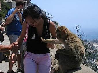 Today I Learned That Most Monkeys Are Total Perverts. Yup. I Never Knew.