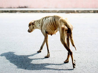 Starving Dog Went Through Extreme Hardship Before Finding A Loving Family