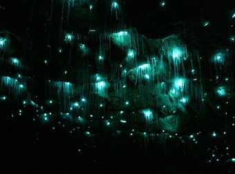 These Gorgeous Caves In New Zealand Are Illuminated By Glow Worms.