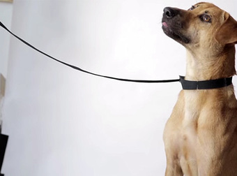 Ikea Advertises Adoptable Dogs In Their Stores, Because Every Home Needs A Loving Pet