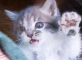 These Kittens Have the Best Reaction to a Window Getting Cleaned…LOL.