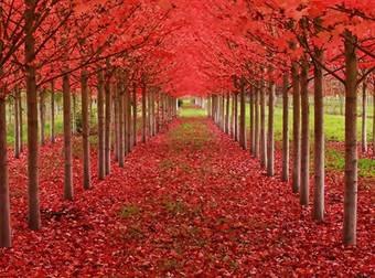 Get Ready For Some Autumnal Beauty With These Incredible Tree Tunnels. Wow.