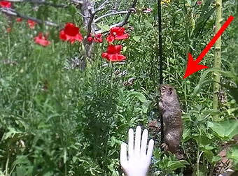 A Thieving Squirrel Gets His Comeuppance When These Homeowners Fight Back.