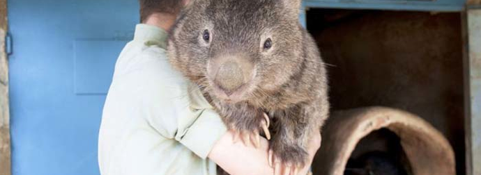 You’re Going To Fall In Love With Patrick, The Oldest Living Wombat.