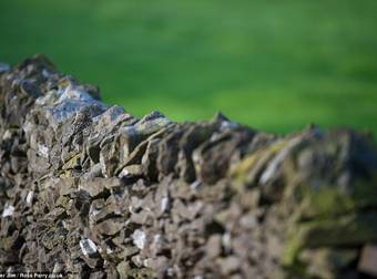 These Stealthy Owls Will Trick Your Eyes…And Creep You Out. Whoa.