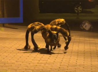 These People Were Freaked Out By A Tiny Dog Disguised As A Giant Spider.
