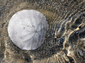 You’ll Be Amazed By Why So Many Sand Dollars Look The Same. I Had No Idea.