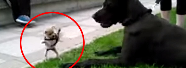 An Adorable And Fearless Chihuahua Takes On A Giant Great Dane.