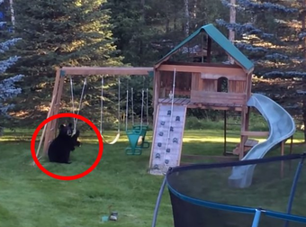 An Itty Bitty Black Bear Found Something He Really Likes Playing With In The Backyard.