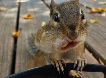 This Squirrel Cam Captures All The Cute Critters As They Prepare For Winter.