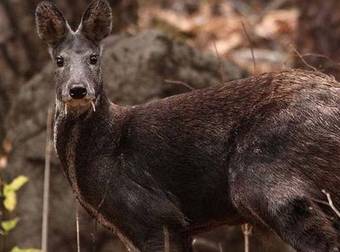 Is This A Vampire Or A Deer? Either Way, It’s Actually Kind Of Cute.