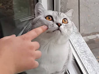 This Super-Focused Cat Can’t Keep His Eyes Off The Birds Outside a Window.
