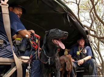 These Dogs Are More Than Man’s Best Friends: They’re Actual Heroes.