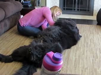 Awesomely Fluffy and Giant Newfoundland Dog Demands a Belly Rub From Mom.