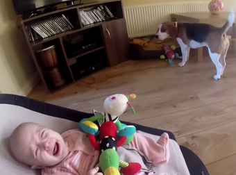 This Guilty Dog Apologized For Stealing A Baby’s Toy And It Was Adorable.