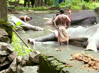 These Elephants In India Get Their Own Spa Day Every Year. I’m Legit Jealous.