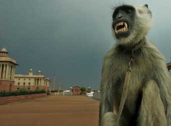 In India, Monkeys Are Taking Over. That’s Why People Are Being Hired To Scare Them.