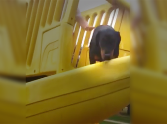 What This Doberman Decides To Do On The Slide Just Made My Day.