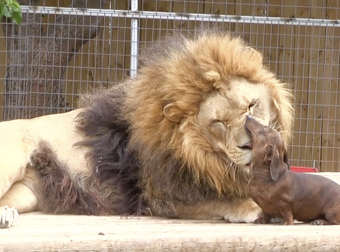 This Ferocious Big Cat Is Best Friends With A Small Dog. It’s Too Precious.