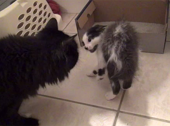 12 Steps On How To Introduce 2 Cats To Each Other For The First Time.