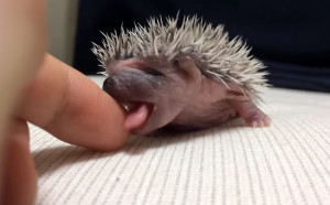 What This Baby Hedgehog Does Might Be The Cutest Thing In The Universe. Seriously.