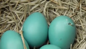 Someone Put A Camera On A Bird’s Nest… And I’m So Glad Because Watch What It Caught!